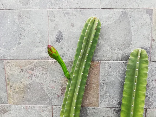 Crescita Delle Piante Cactus Sul Vaso Con Sfondo Grigio Del — Foto Stock