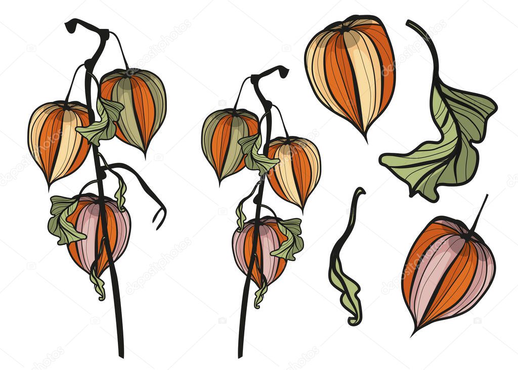 Physalis. Botanical, vector, linear illustration. Natural nature. Inflorescences. Spring and Autumn. Herbarium. Hand-drawn flowers.