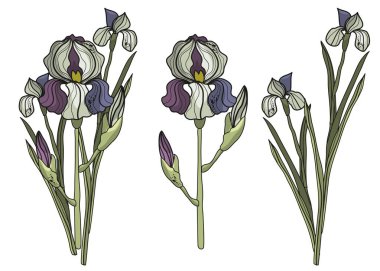 Boyalı zambak. Botanik, vektör, doğrusal çizim. Doğal doğa. Enfeksiyonlar. Bahar ve sonbahar. Herbaryum. El yapımı çiçekler. Harika bir botanik. Phantasmagoria.