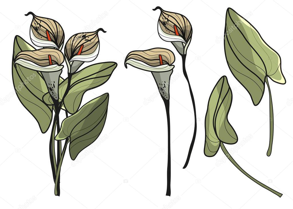 Painted lilies. Botanical, vector, linear illustration. Natural nature. Inflorescences. Spring and autumn. Herbarium. Hand-drawn flowers. Fantastic botany. Phantasmagoria.