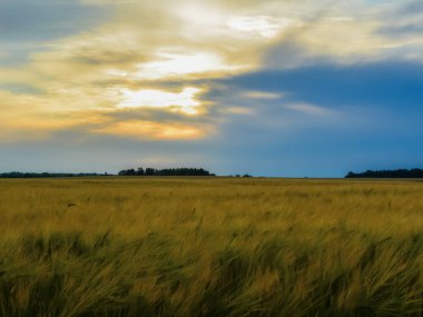 Gün batımında çavdar tarlası. Kırsal yaşamın parlak renkleri. Estonya 'nın kuzeydoğusunda bir çavdar tarlası üzerinde gün batımı manzarası. Doğanın doğal güzelliği.