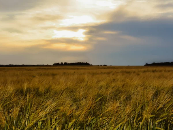 Gün batımında çavdar tarlası. Kırsal yaşamın parlak renkleri. Estonya 'nın kuzeydoğusunda bir çavdar tarlası üzerinde gün batımı manzarası. Doğanın doğal güzelliği.