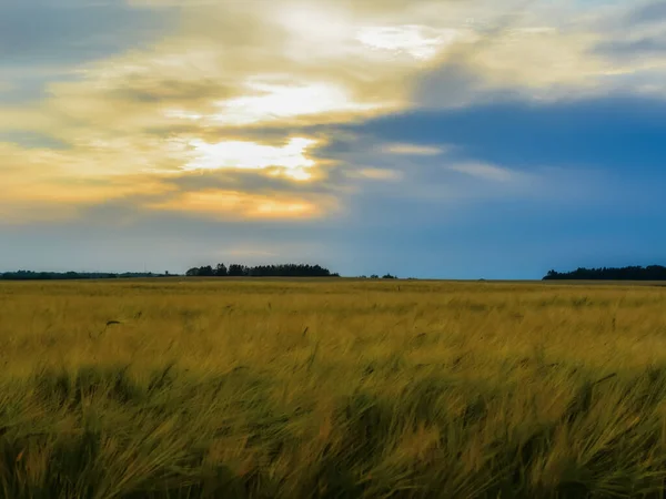 Gün batımında çavdar tarlası. Kırsal yaşamın parlak renkleri. Estonya 'nın kuzeydoğusunda bir çavdar tarlası üzerinde gün batımı manzarası. Doğanın doğal güzelliği.