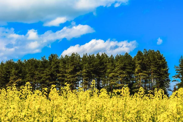Açan kolza tohumu tarlası. Parlak, sarı kolza tohumu çiçekleri parlak gökyüzünün arka planında.