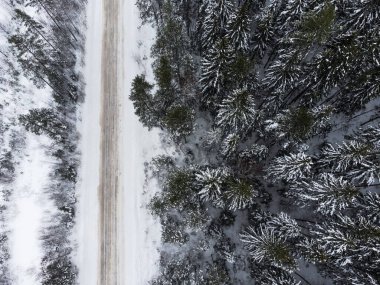 Karlı ormanda kış yolu. Çam ormanı boyunca uzanan karlı bir yol var..