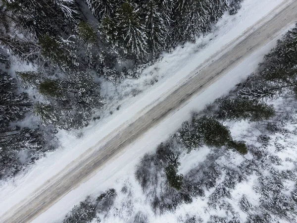 Karlı ormanda kış yolu. Çam ormanı boyunca uzanan karlı bir yol var..