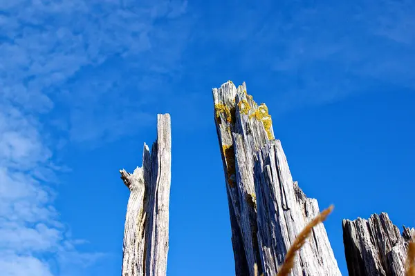 ラトビアのベントスピルスの港の青い空に苔を持つ木製の流木 — ストック写真