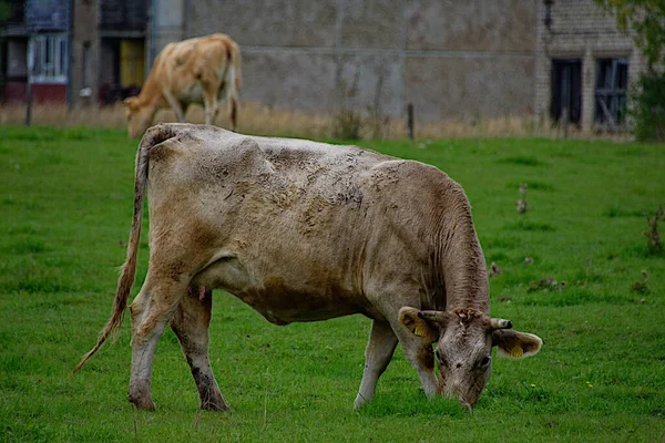 Hnědá Bílá Kráva Pasou Louce Lotyšsku — Stock fotografie