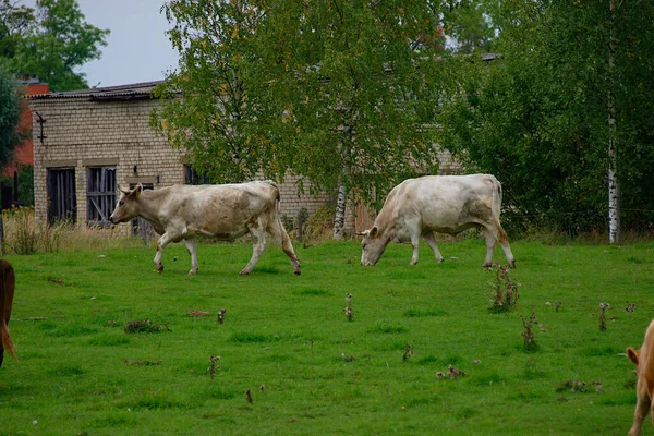 Белые Коричневые Коровы Пасутся Лугу Латвия — стоковое фото