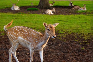 Çiftlikteki bir yumurta geyiğine yakın plan. Jelgava, Letonya.