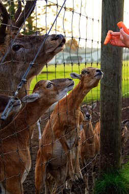 Çitin arkasında bir geyik kafasının yakın çekimi. Roe geyiği havuç yiyor. Jelgava, Letonya.