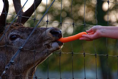 Letonya, Jelgava 'da bir çiftlikte geyik kafasının yakın çekimi. Havuç yiyen geyik..