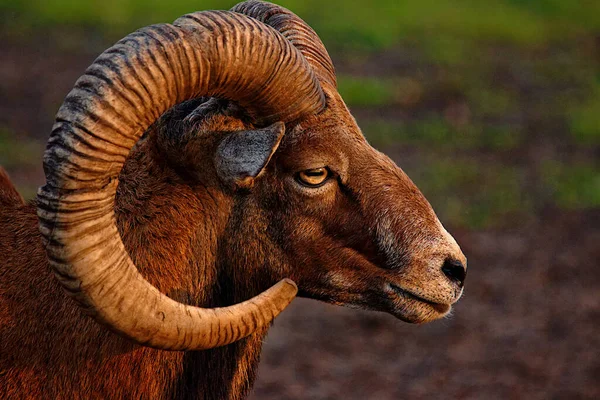 stock image Close-up of a ram's head on a farm at sunset in Jelgava, Latvia.