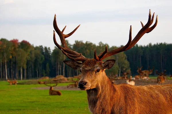 Primer Plano Una Cabeza Ciervo Verano Una Granja Jelgava Letonia —  Fotos de Stock