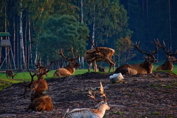Eine Herde Hirsche Auf Einer Weide Jelgava Lettland — Stockfoto