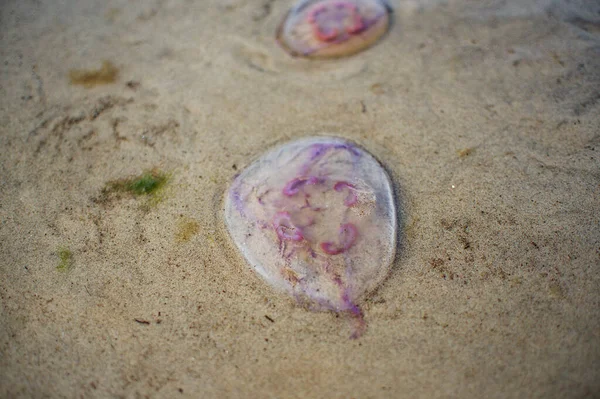 Розовая Медуза Песке Воде Пляже Юрмале Латвия — стоковое фото