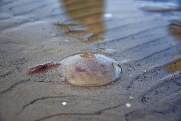 Růžové Medúzy Písku Vodě Pláži Jurmale Lotyšsko — Stock fotografie