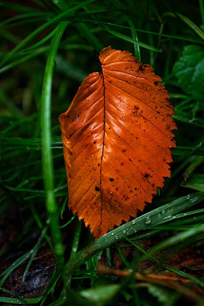 Orangefarbenes Herbstblatt Gras Mit Tau — Stockfoto