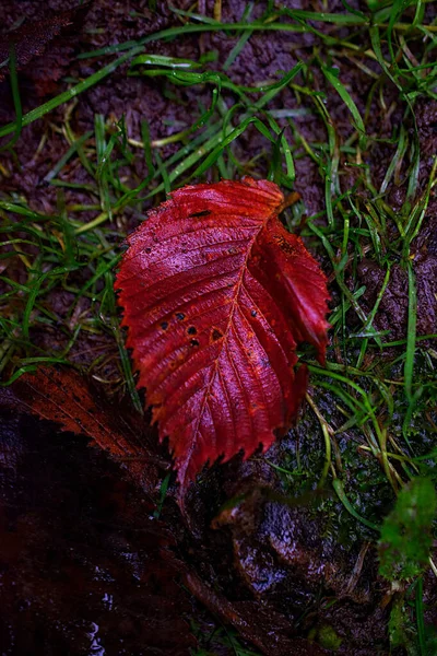 Rotes Herbstblatt Gras Mit Tau — Stockfoto