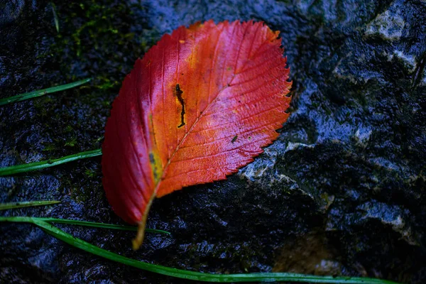 Czerwony Jesienny Liść Wśród Trawy Rosą — Zdjęcie stockowe