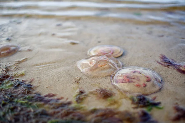 Růžové Medúzy Písku Vodě Pláži Jurmale Lotyšsko — Stock fotografie