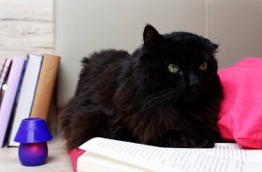 Kara kedi kitabın yanındaki yatakta yatıyor..
