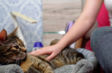 Sevimli bir tekir kedi beşiğinde yatar ve bir kadın tarafından okşanır..