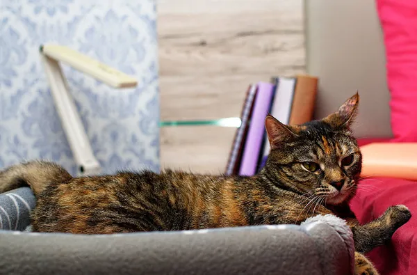 Simpatico Gatto Tabby Trova Nella Sua Culla Sullo Sfondo Libro — Foto Stock