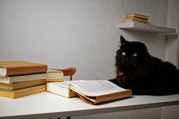 Black Cat Lying White Table Next Stack Books Cat Reading — Stock Photo, Image