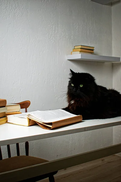 Black Cat Lying White Table Next Stack Books Cat Reading — Stock Photo, Image