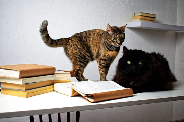 Black Tabby Cat White Table Next Stack Books — Stock Photo, Image