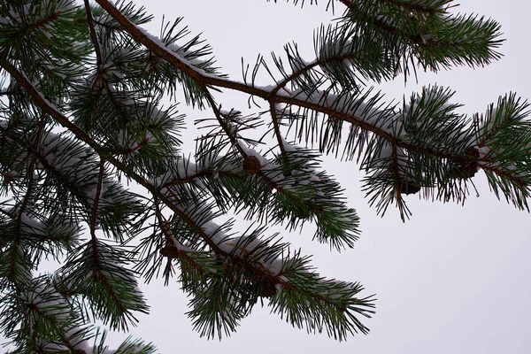 Spruce Branch Cones Bottom View — Stock Fotó