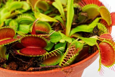 Isolate on a white background in a flower pot - flycatcher. Venus flytrap.