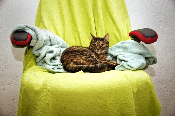 Tabby Cat Lying Chair Green Coverlet — Stock Photo, Image