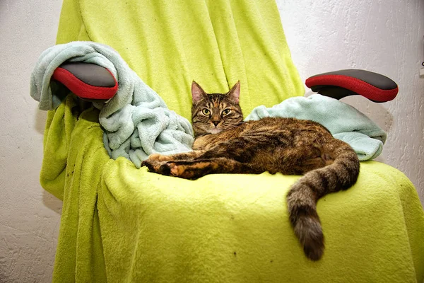 Tabby Cat Lying Chair Green Coverlet — Stock Photo, Image
