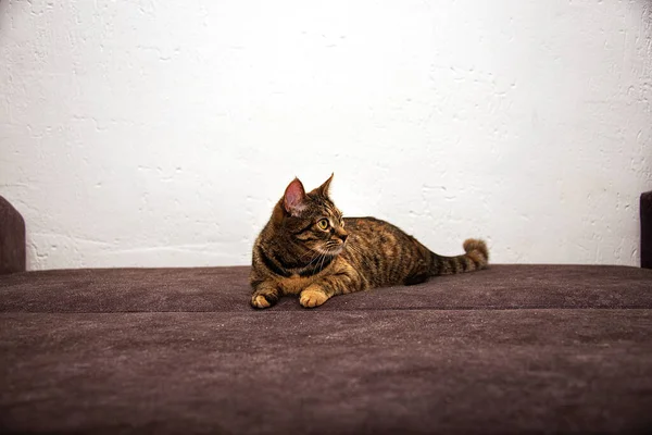 Tabby Cat Gray Sofa Lies Looks Distance — Stock Photo, Image