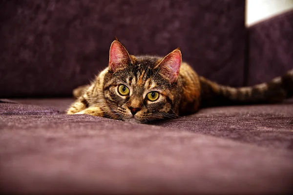 Tlustá Kočka Šedé Pohovce Leží Dívá Dálky — Stock fotografie