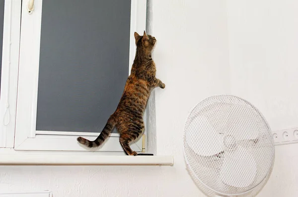Tabby Cat Stood Its Hind Legs Windowsill Carefully Look — Stock Photo, Image