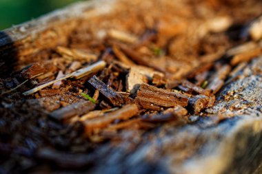 Küçük odun parçaları ve yeşil yapraklar. Küçük alan derinliği.