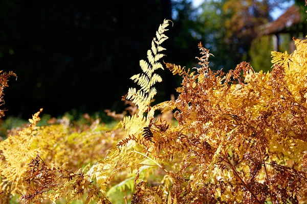 Droge Gele Gras Varen Herfst Achtergrond — Stockfoto