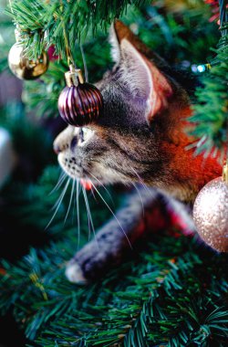 Tekir gri kedi yapay bir Noel ağacında oturur. Noel oyuncakları, süsler ve ışıklar etrafında. Tekir kedi, gri kedi, kedi, Noel ağacı, yapay, Noel oyuncakları, süsler, ışıklar, komik, yaramaz
