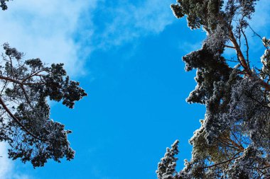 Mavi gökyüzünün alt manzarası ve kardaki çam ağaçlarının tepesi. Kış görünümü.