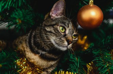Tekir gri kedi yapay bir Noel ağacında oturur. Noel oyuncakları, süsler ve ışıklar etrafında.
