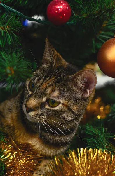 Tabby Šedá Kočka Sedí Umělém Vánočním Stromečku Kolem Vánočních Hraček — Stock fotografie