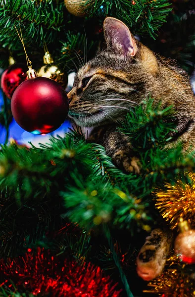 Tabby Šedá Kočka Sedí Umělém Vánočním Stromečku Kolem Vánočních Hraček — Stock fotografie