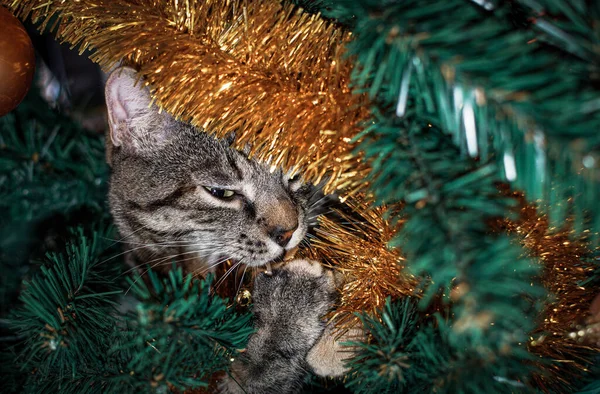 Tabby Šedá Kočka Sedí Umělém Vánočním Stromečku Kolem Vánočních Hraček — Stock fotografie