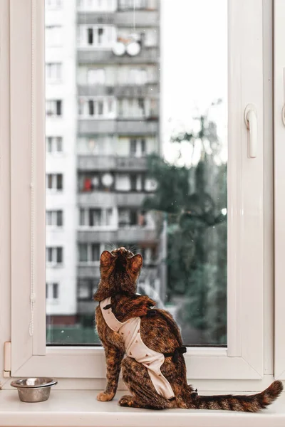 Gatto Tavolo Una Coperta Medica Dopo Intervento Siede Sul Davanzale — Foto Stock