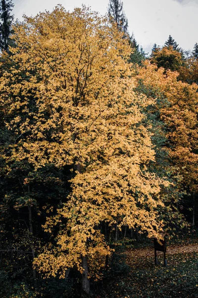 Höstlandskap Med Löv Och Barrträd Sigulda Lettland — Stockfoto