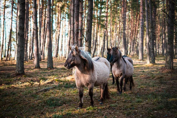 Primer Plano Caballo Gris Bien Arreglado Bosque Letonia Hay Otros —  Fotos de Stock