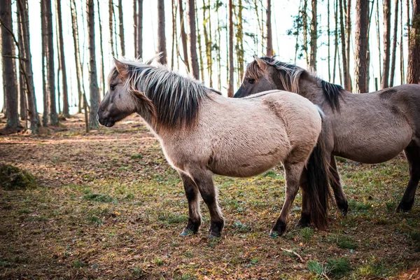 Primer Plano Caballo Gris Bien Arreglado Bosque Letonia Iluminado Por —  Fotos de Stock